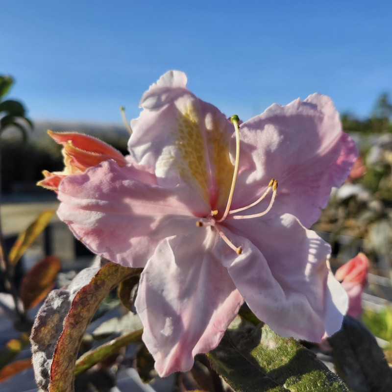 Azalea mollis Cécile