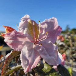 Azalea mollis Cécile