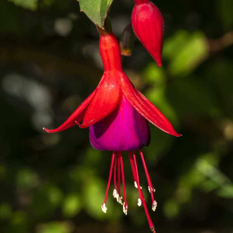 Fuchsia ‘Mrs Popple’