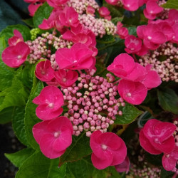 Hydrangea macrophylla Teller Rouge