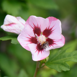 Hibiscus syriacus Hamabo