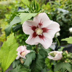 Hibiscus syriacus Hamabo