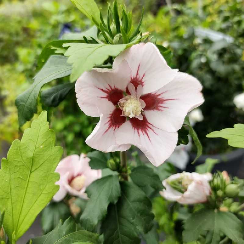 Hibiscus syriacus Hamabo