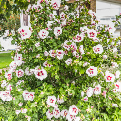 Hibiscus syriacus Hamabo