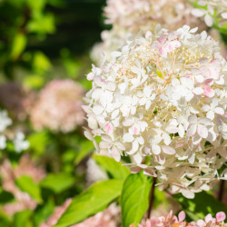 Hydrangea paniculata Sunlight ® - Hortensia paniculé