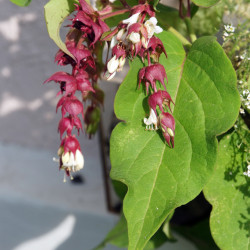 Leycesteria formosa ‘Purple Rain’