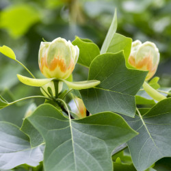 Liriodendron tulipifera