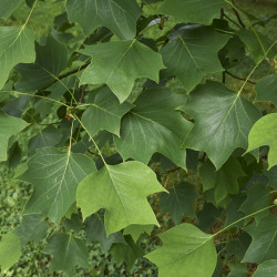 Liriodendron tulipifera