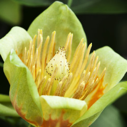 Liriodendron tulipifera