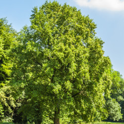 Liriodendron tulipifera