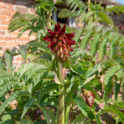 Melianthus major