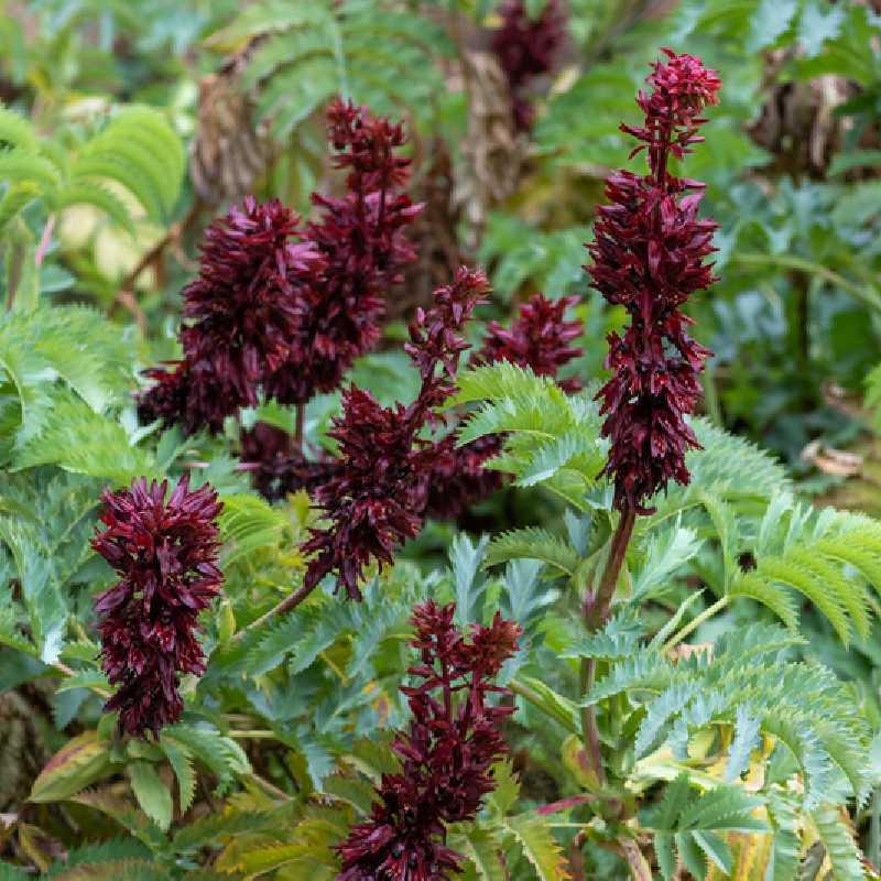 Melianthus major