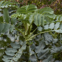 Melianthus major