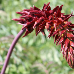 Melianthus major