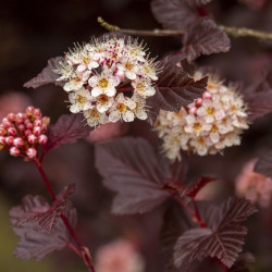 Physocarpus opulifolius ‘Lady in Red