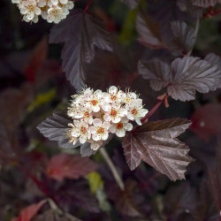 Physocarpus opulifolius ‘Lady in Red