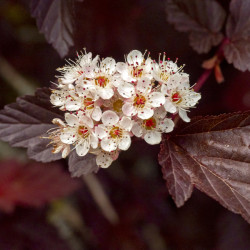 Physocarpus opulifolius ‘Lady in Red