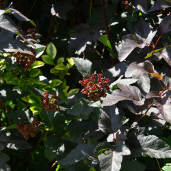 Physocarpus opulifolius ‘Lady in Red