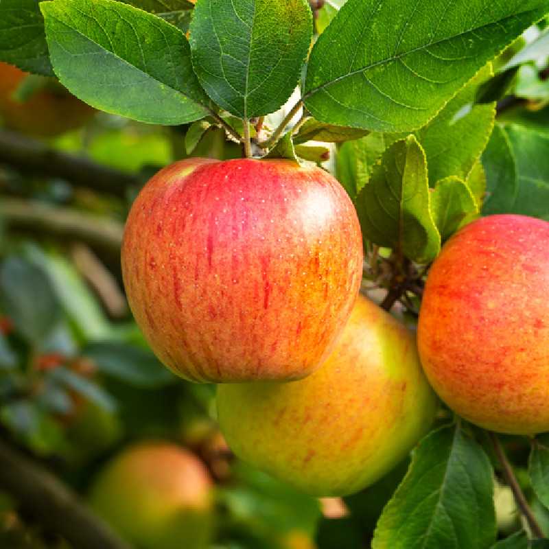 Malus domestica ‘Reine des Reinettes’