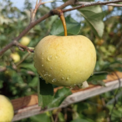 Malus domestica ‘Reinette du Mans’ - Pommier