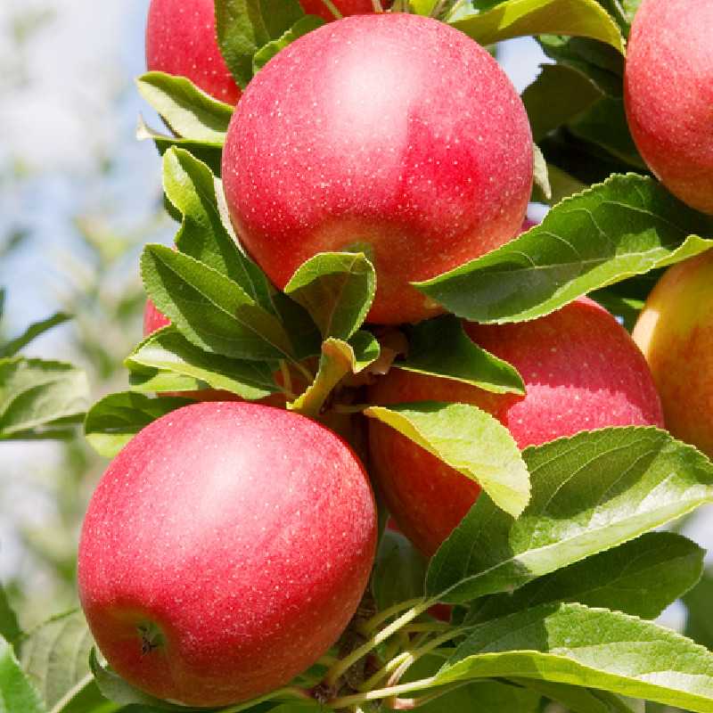 Malus domestica ‘Royal Gala‘ ® - Pommier