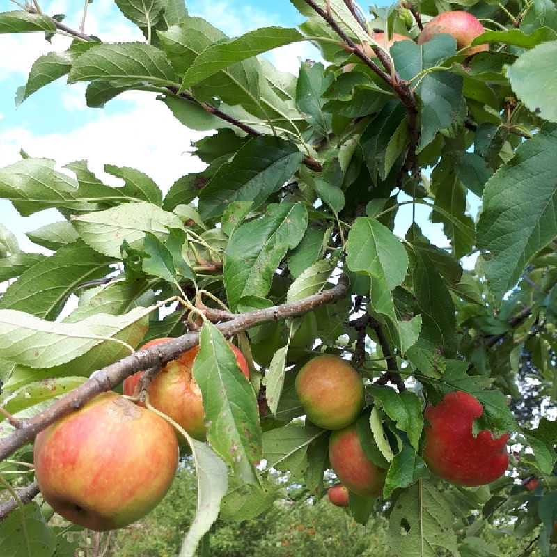 Malus domestica ‘Rubinette