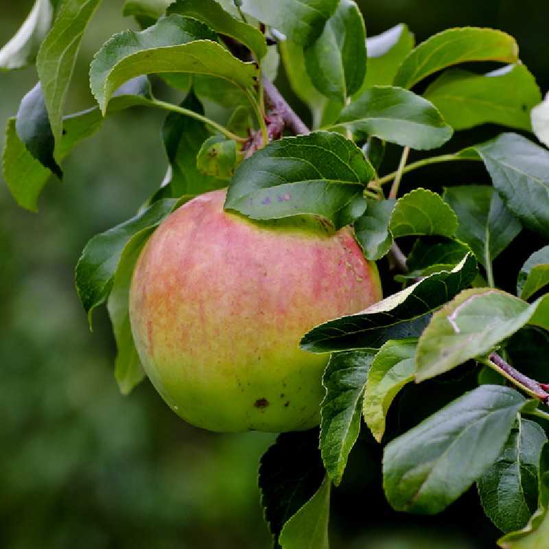 Malus domestica ‘Sainte Germaine’