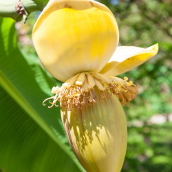 Musa basjoo ‘Dajiao‘