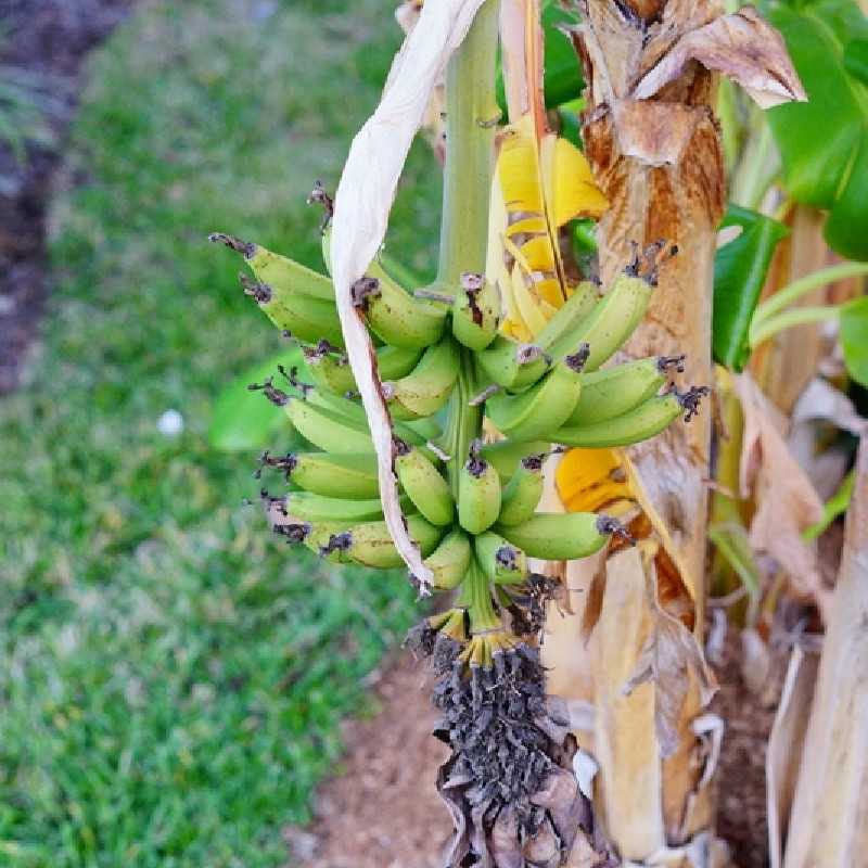 Musa basjoo ‘Dajiao‘