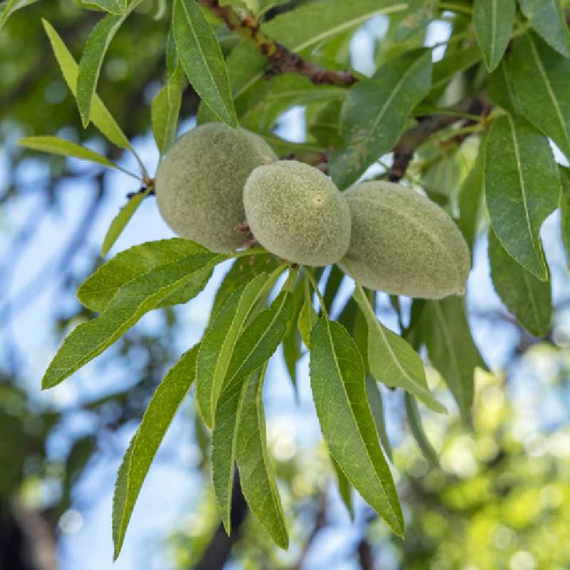 PRUNUS amygdalus dulcis ‘Aï‘