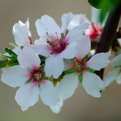 Prunus amygdalus dulcis ‘Aï‘