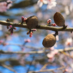 Prunus amygdalus dulcis ‘Aï‘