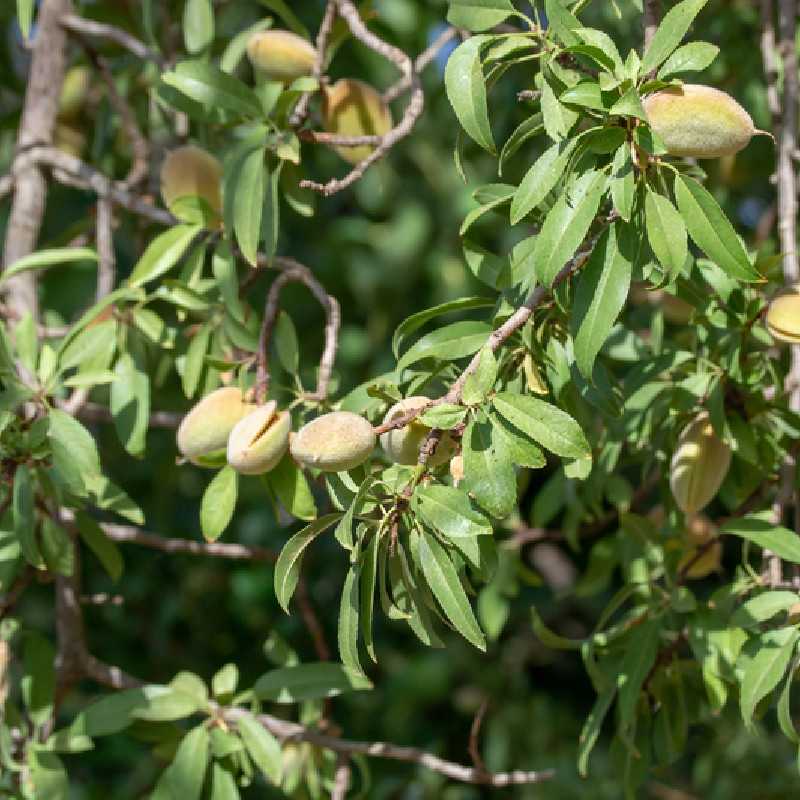 Prunus amygdalus dulcis ‘Ferragnes‘