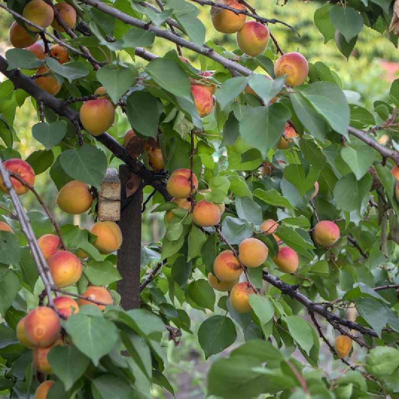 Prunus armeniaca Pêche de Nancy