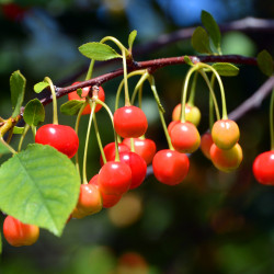 Prunus avium ‘Coeur de Pigeon’ - Cerisier