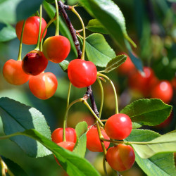 Prunus avium ‘Coeur de Pigeon’