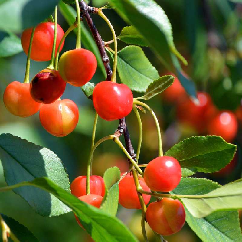 Prunus avium ‘Coeur de Pigeon’