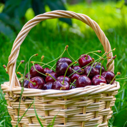 Prunus avium ‘Géant d'Hédelfingen’