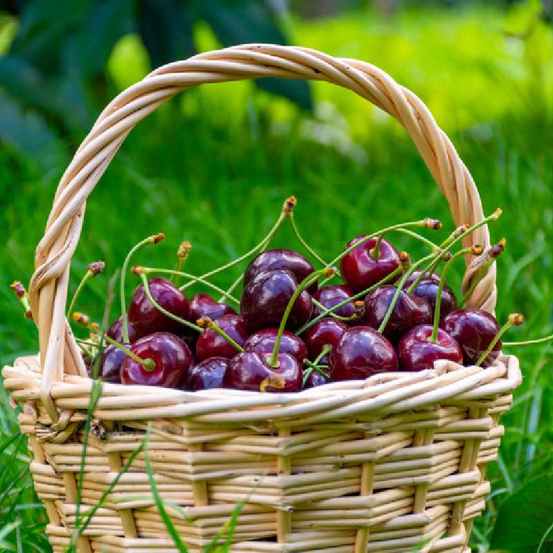 Prunus avium ‘Géant d'Hédelfingen’