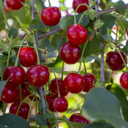 Prunus avium ‘Lapins’