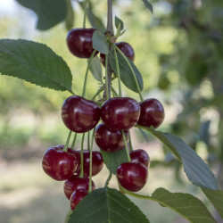 Prunus avium ‘Moreau’