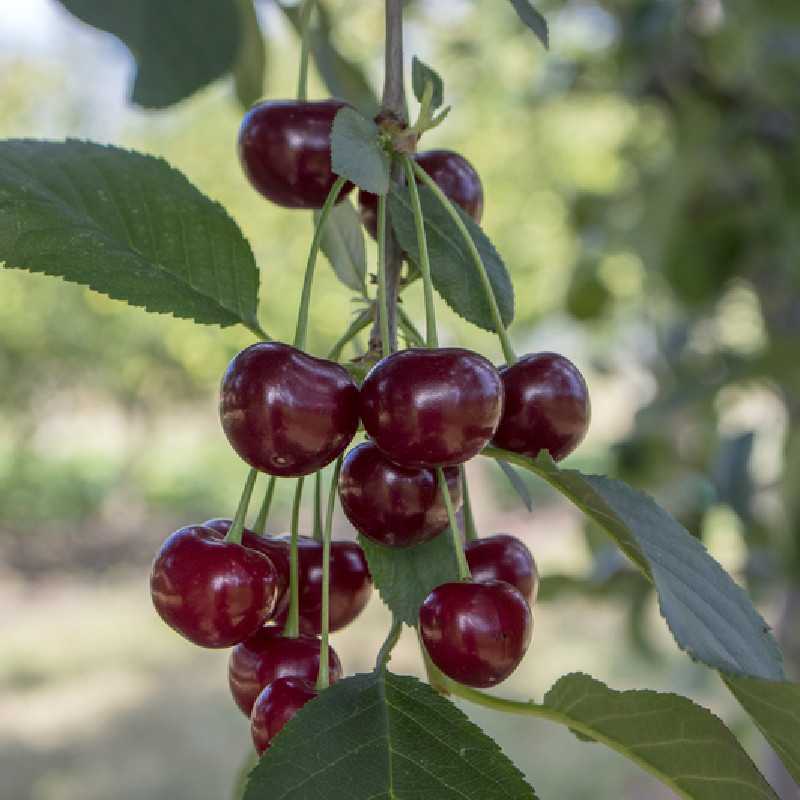 Prunus avium ‘Moreau’