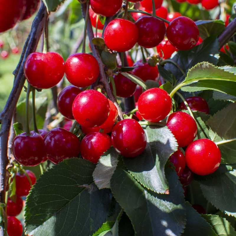 Prunus avium ‘Stella‘