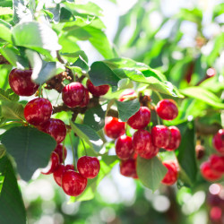 Prunus avium ‘Sunburst’