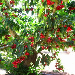 Prunus avium ‘Van’