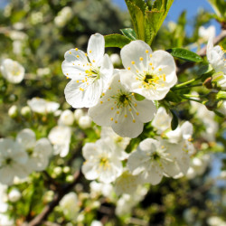 Prunus avium ‘Tardive de Vignola’