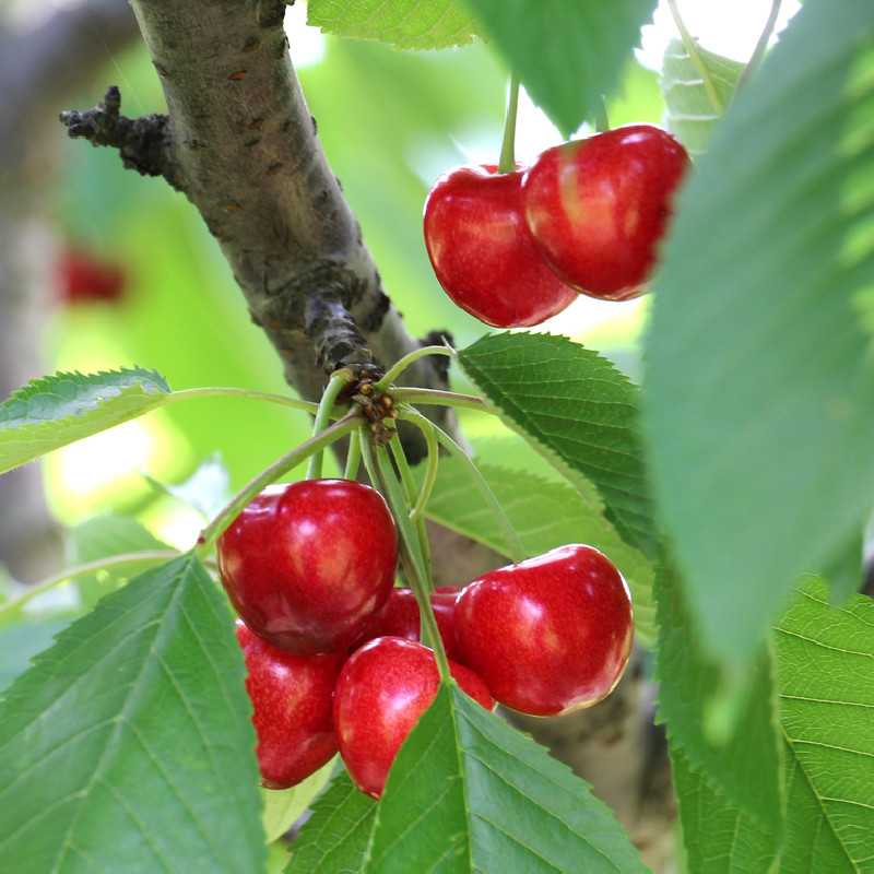 Prunus avium ‘Tardive de Vignola’