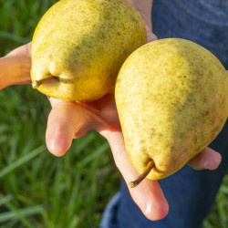 Pyrus communis ‘Général Leclerc’ 