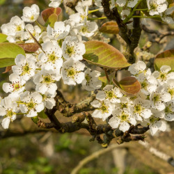 Pyrus pyrifolia ‘Hosui’ - Nashi