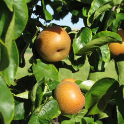 Pyrus pyrifolia ‘Hosui’ - Nashi